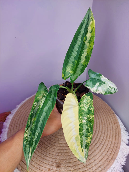 Schismatoglottis Wallichii Variegated 1