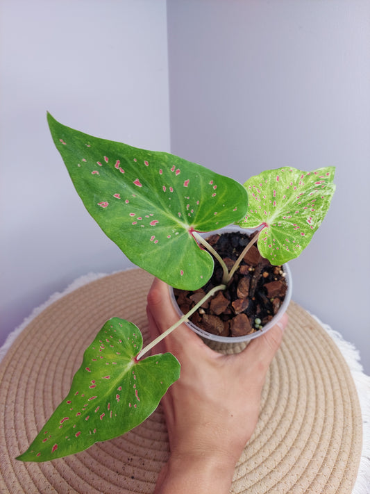 Caladium Miss Muffet 1