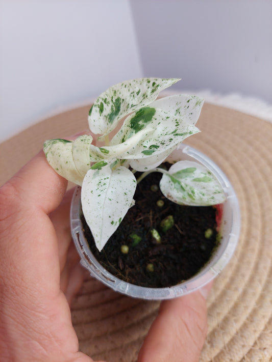 Epipremnum Pinnatum Marble A