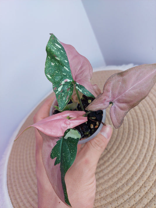 Syngonium Red Spot Tricolour A