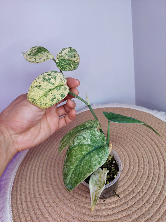 Scindapsus Silver Cloud Variegated A