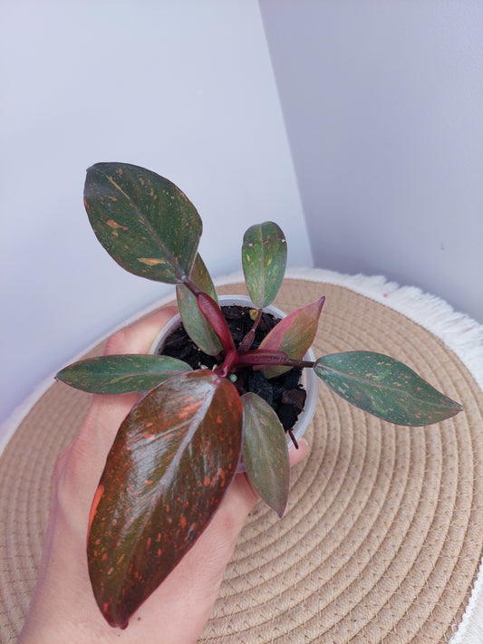 Philodendron Orange Princess Variegated A