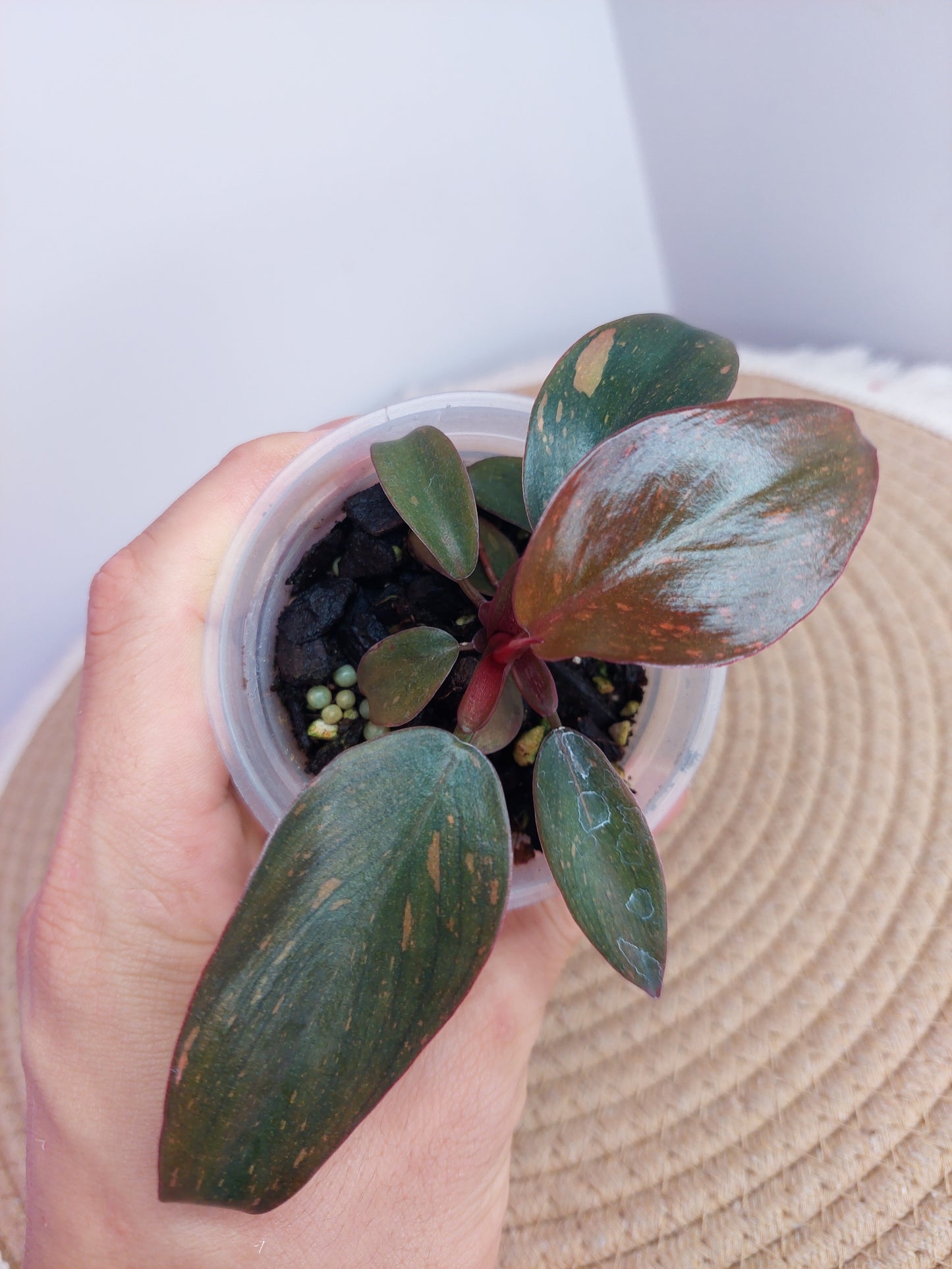 Philodendron Orange Princess Variegated B