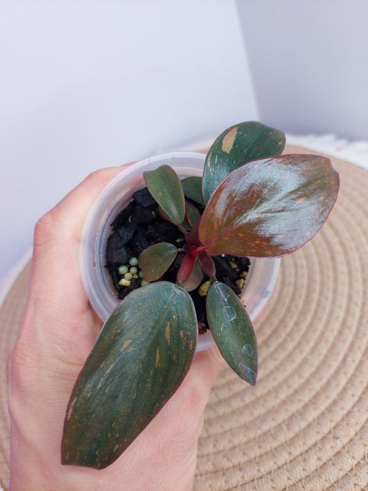 Philodendron Orange Princess Variegated B