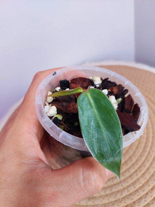 Philodendron Spiritus Sancti A
