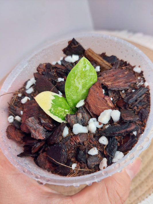 ZZ Plant Variegated A
