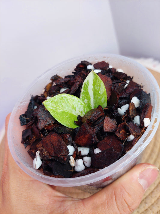 ZZ Plant Variegated B