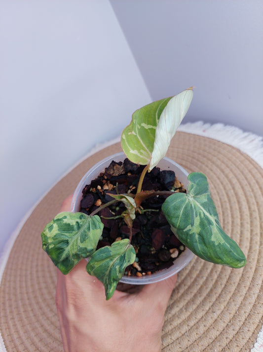 Philodendron Gloriosum Snow Leopard Variegated A