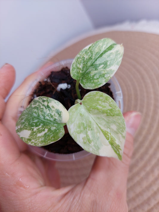 Monstera Cream Cheese A