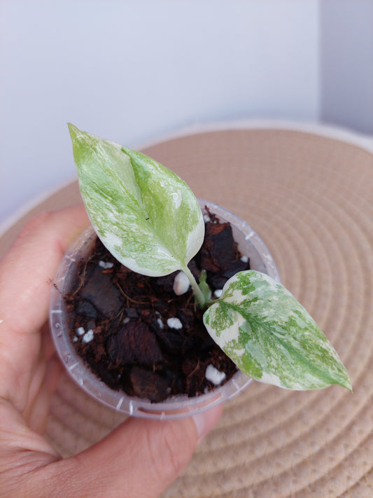Monstera Cream Cheese B