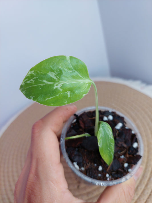 Monstera Bulbasaur B