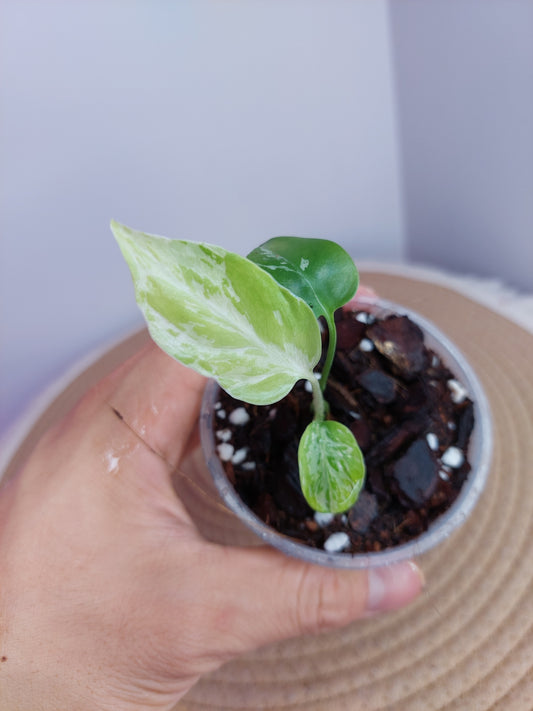 Monstera Bulbasaur C