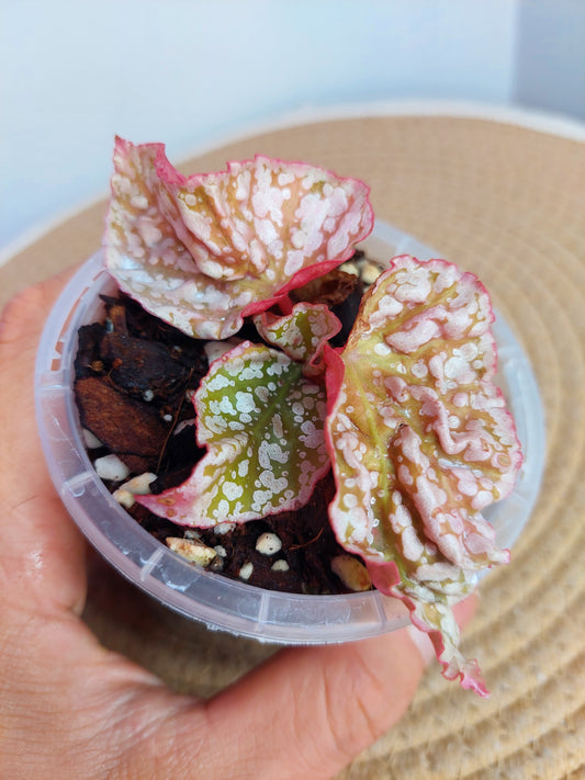 Begonia Snow Capped Variegated A