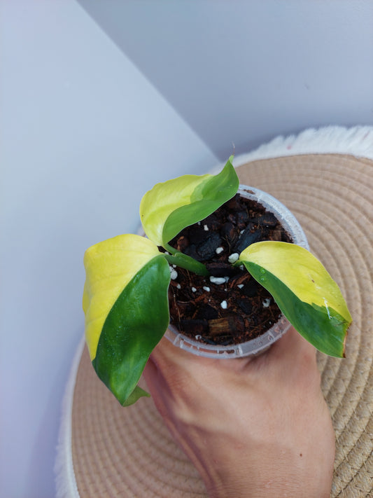 Scindapsus Perakensis Neon A