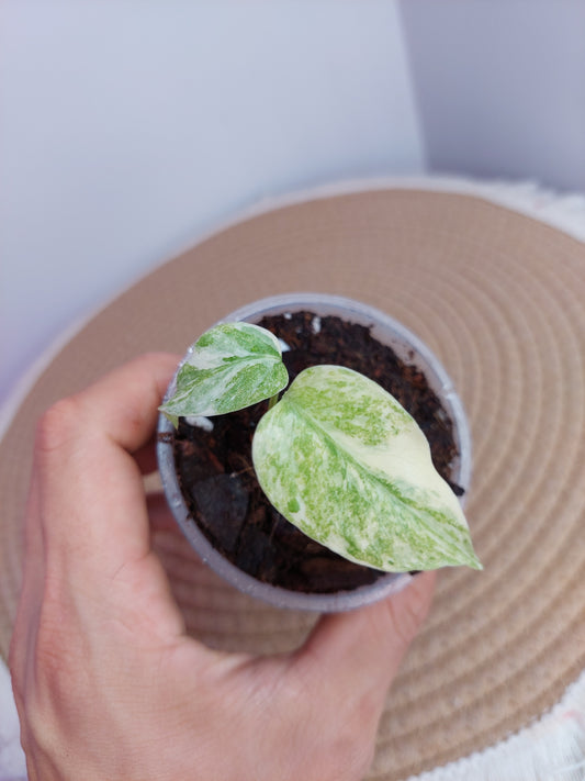 Monstera Legacy B