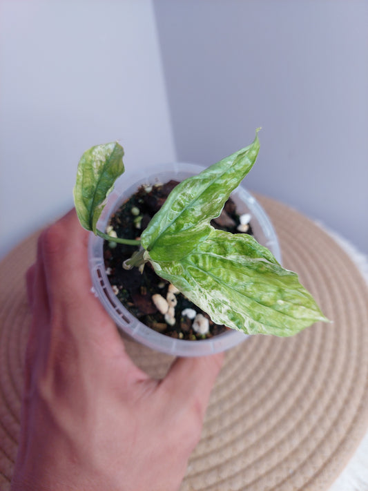 Amydrium Zippelianum Variegated #A