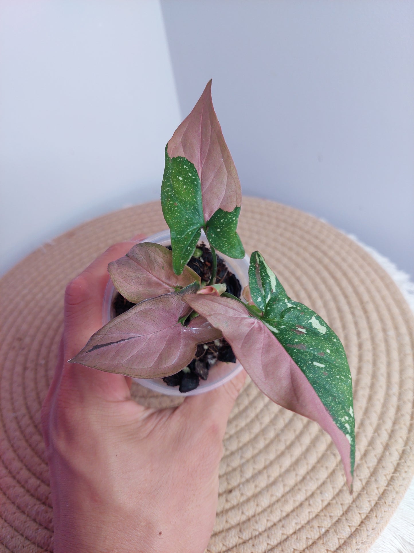 Syngonium Red Spot Tricolour #A