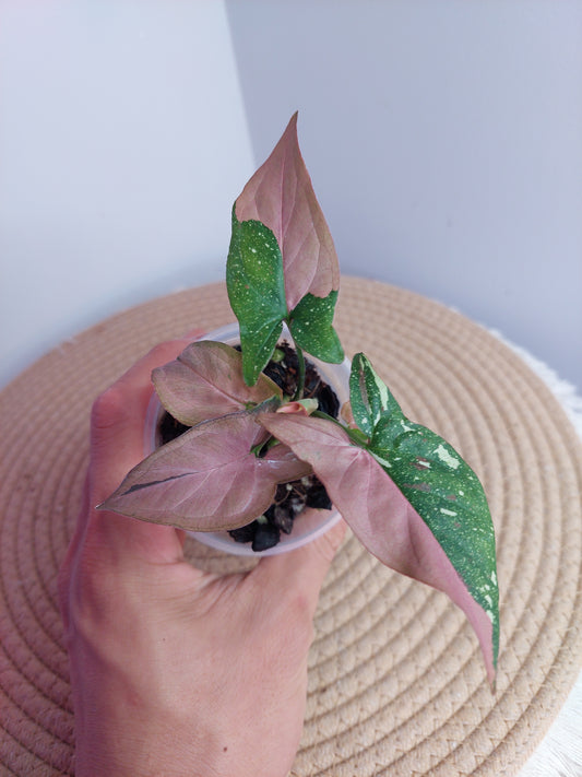Syngonium Red Spot Tricolour #A