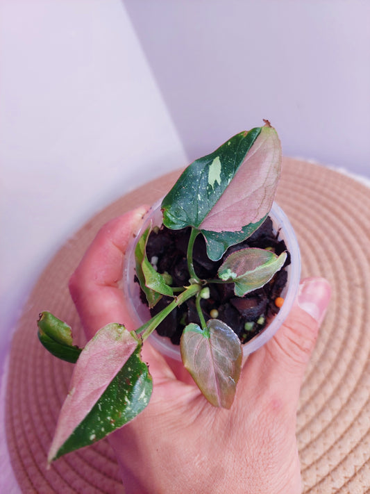 Syngonium Red Spot Tricolour #A (Copy)