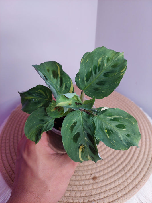 Prayer Plant(Maranta) Variegated #A