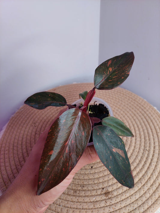 Philodendron Orange Princess Variegated #A