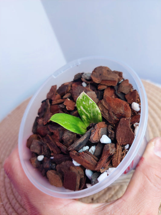 ZZ Plant Variegated #A