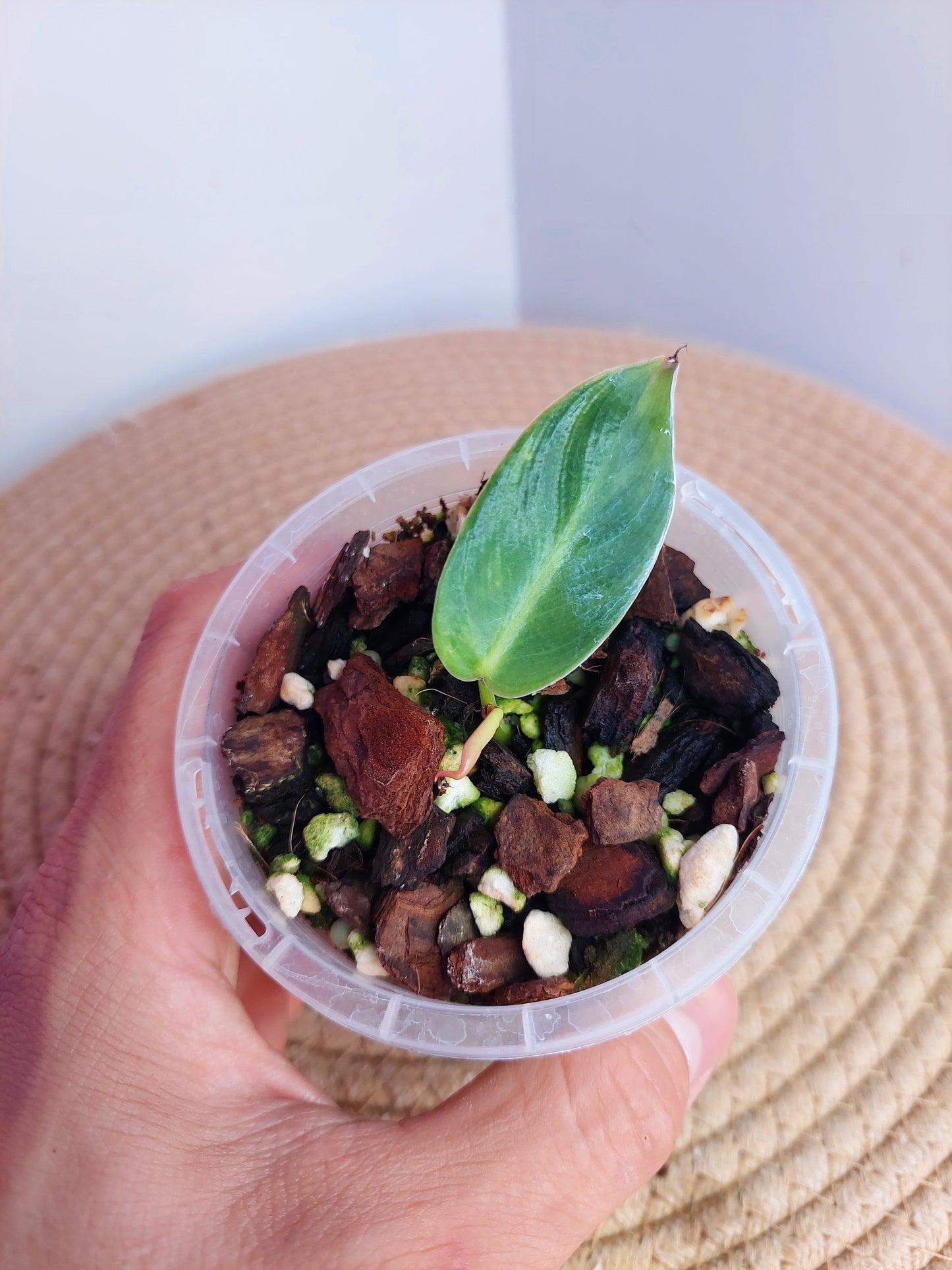 Philodendron Spiritus Sancti #A