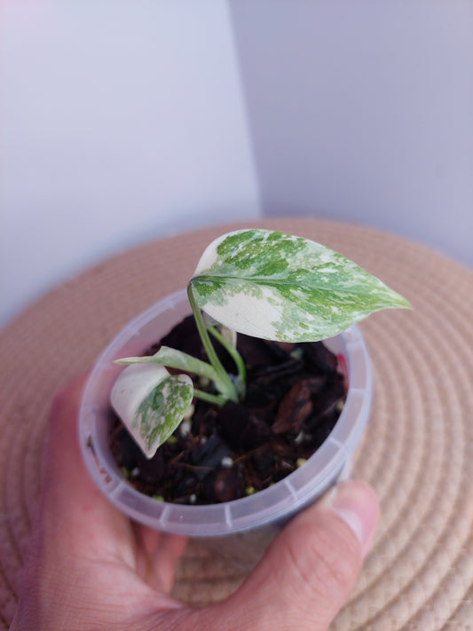 Monstera Cream Cheese #A