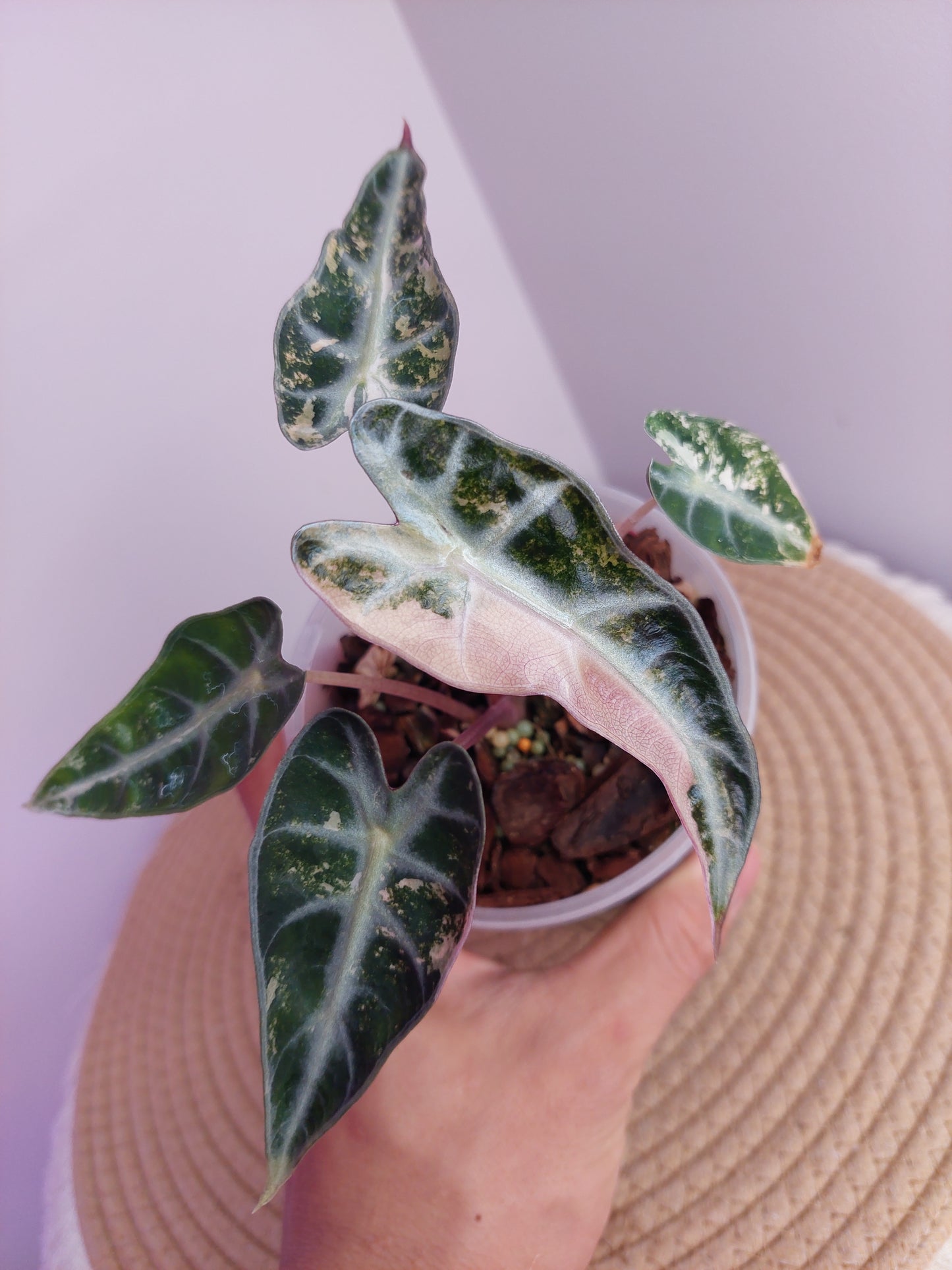 Alocasia Bambino Variegated #A