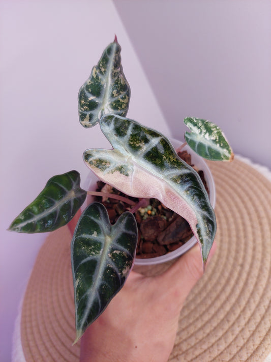Alocasia Bambino Variegated #A