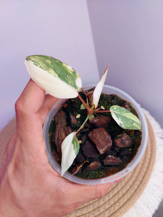 Philodendron Gloriosum Variegated #A