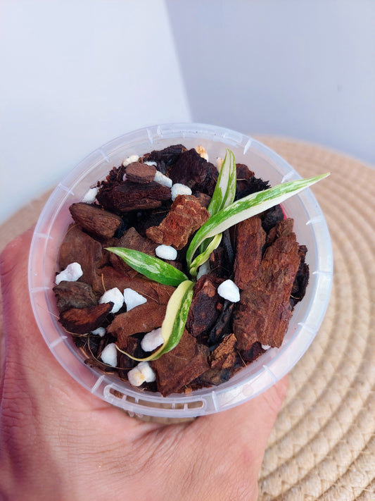 Philodendron Tortum Variegated #A