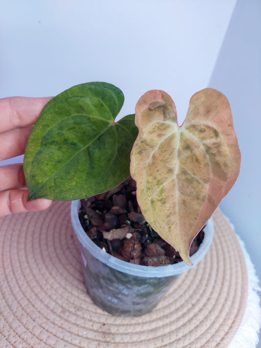 Anthurium Green Velvet Variegated #A