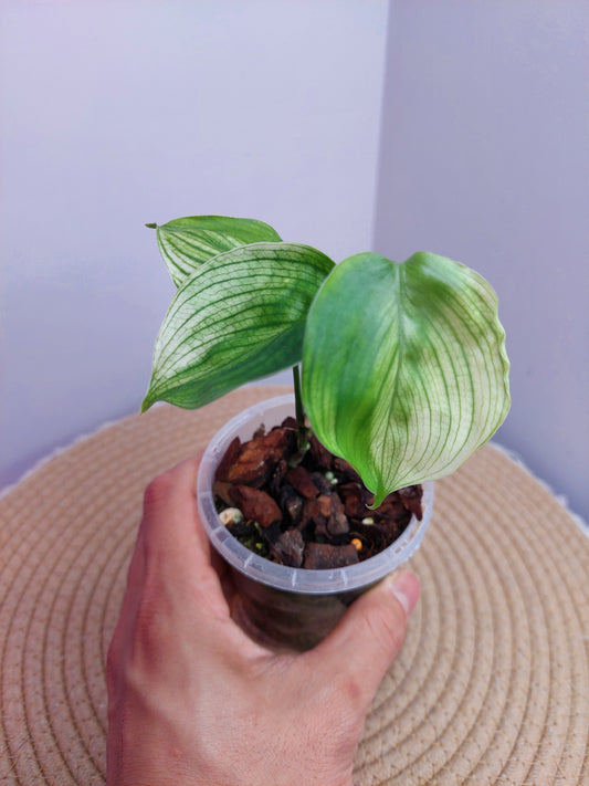Scindapsus White Monster #1