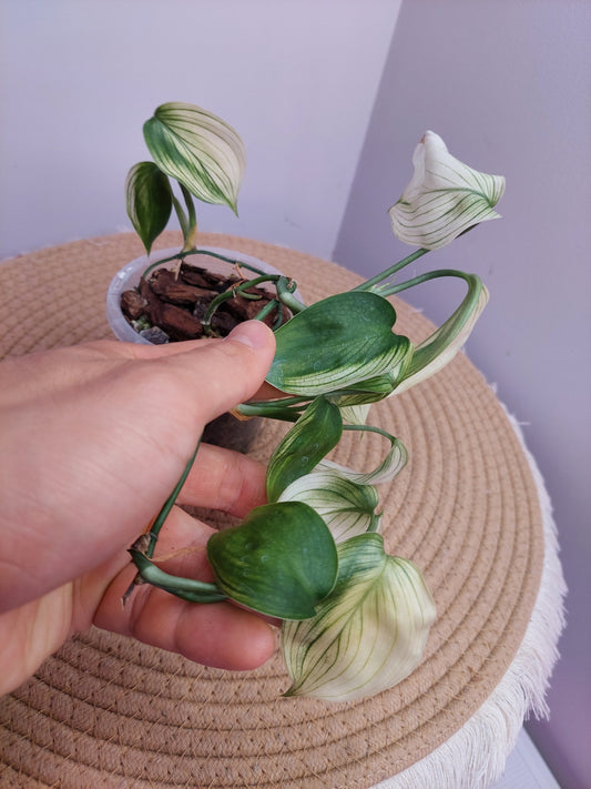 Scindapsus White Monster #2