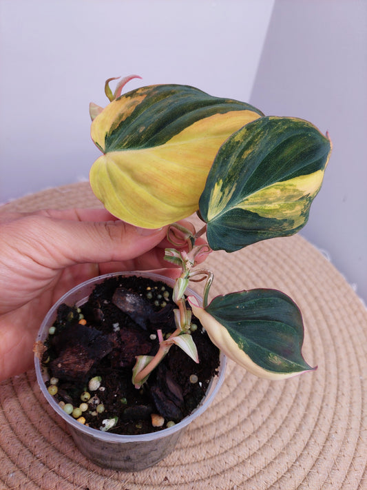 Philodendron Mican Variegated #1