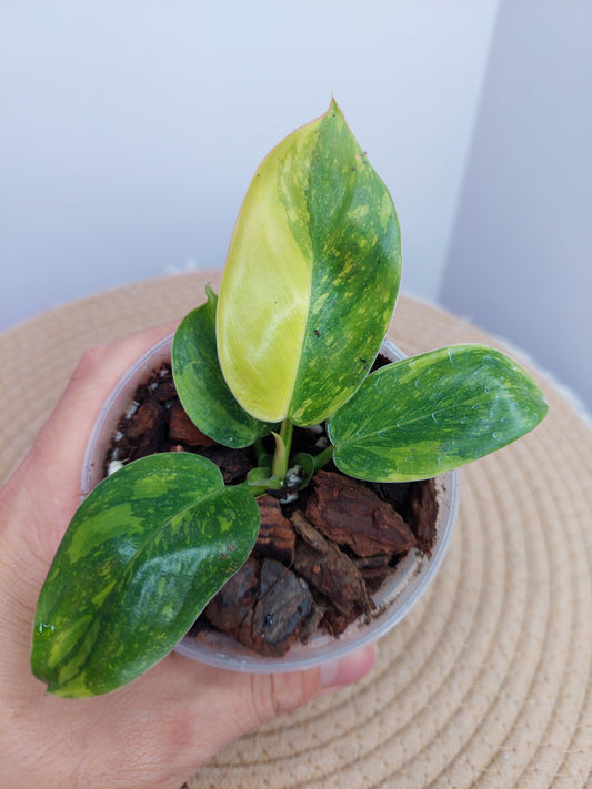 Philodendron Green Congo(Nuclear Congo) #1