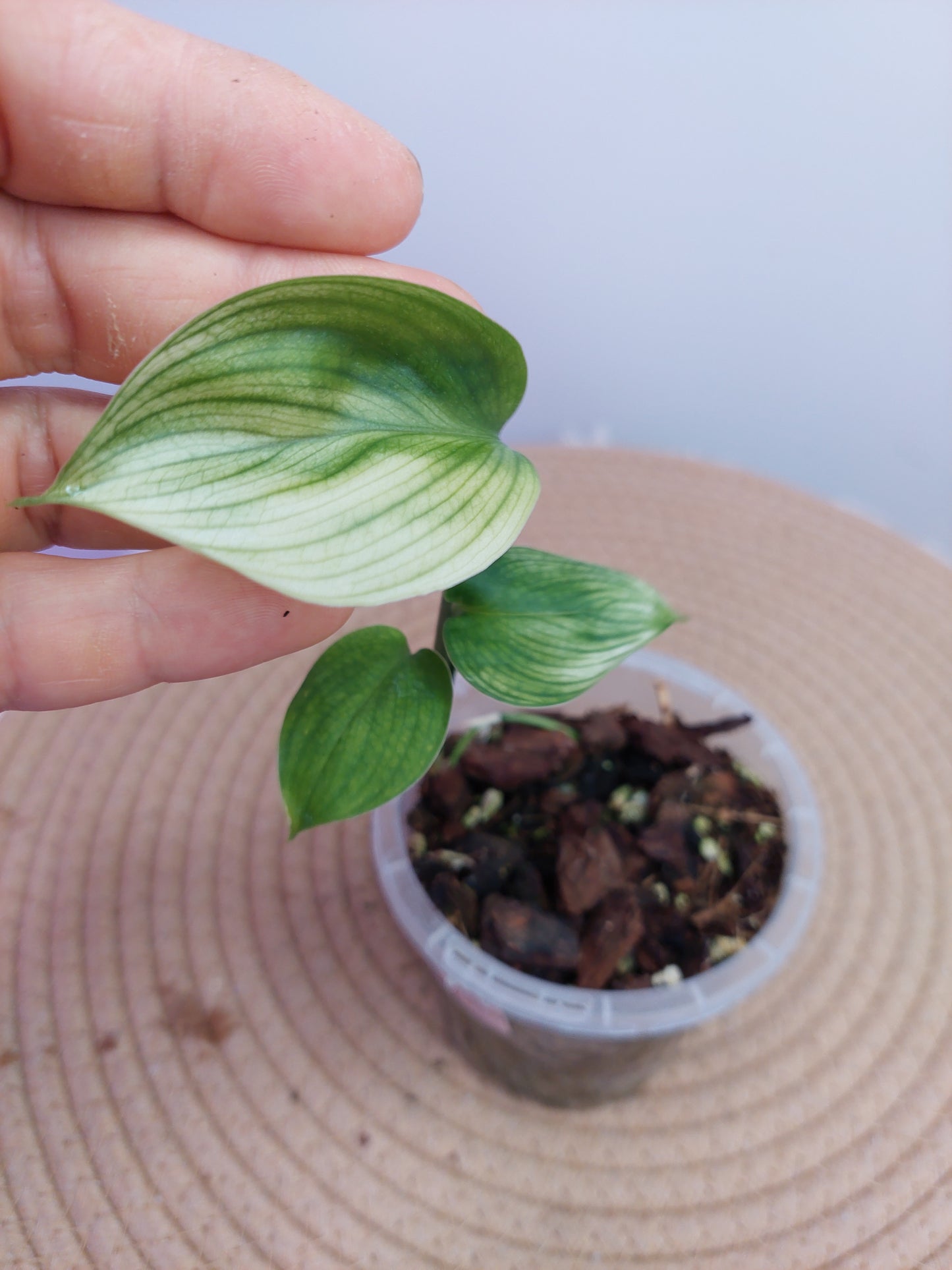 Scindapsus White Monster #3