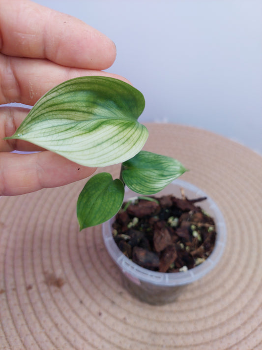 Scindapsus White Monster #3