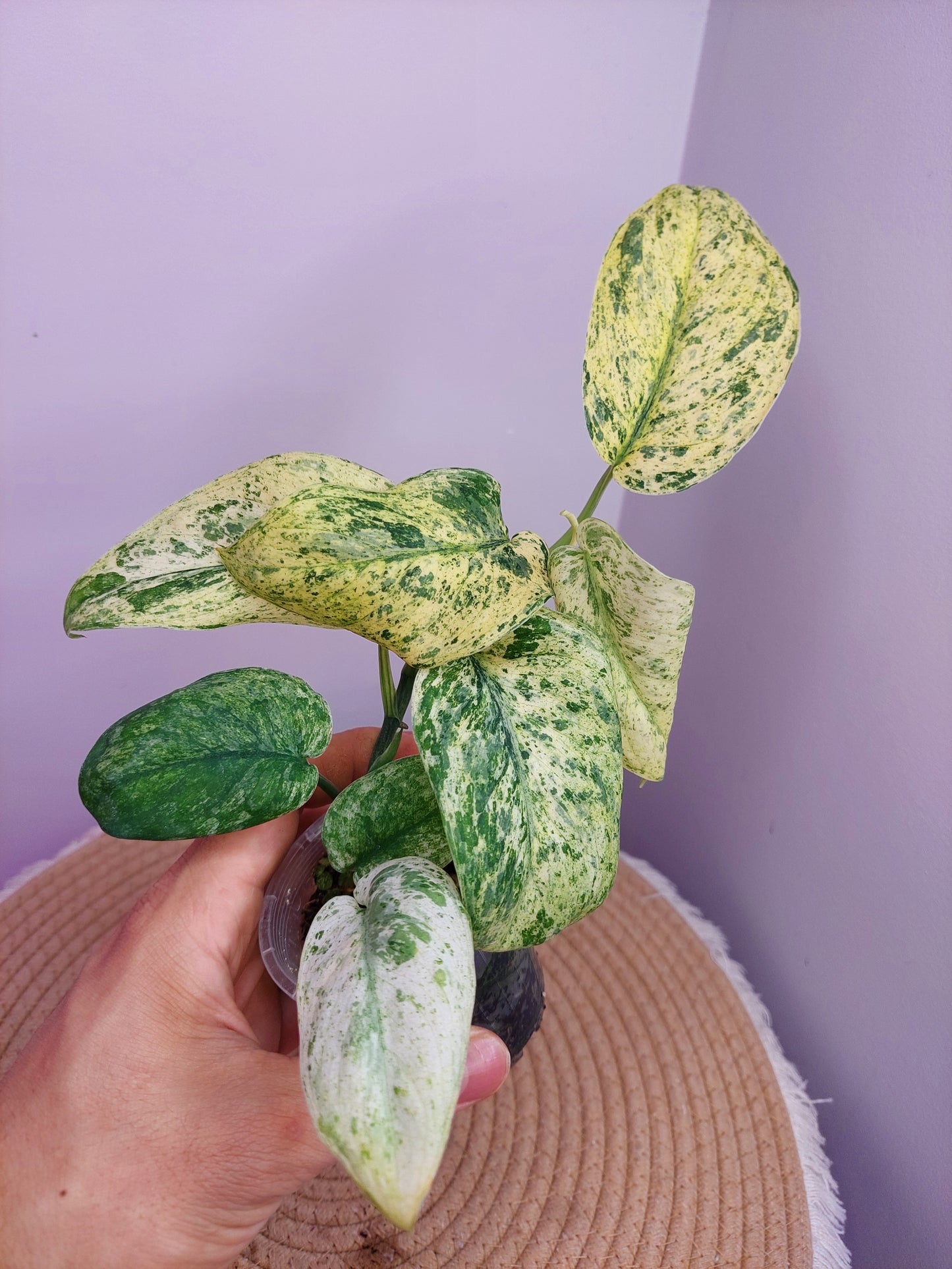 Scindapsus Creme Brulee Variegated #1