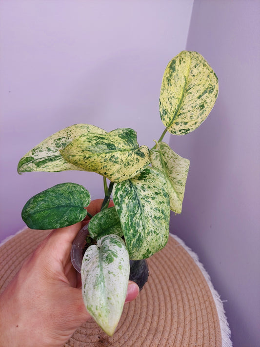 Scindapsus Creme Brulee Variegated #1