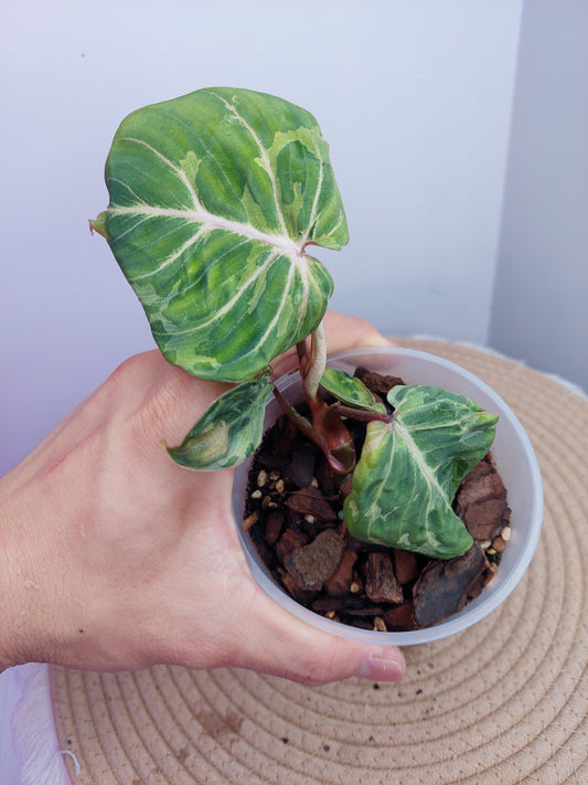 Philodendron Gloriosum Snow Leopard Variegated #1