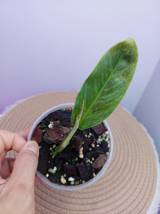 Philodendron Subhastatum Variegated #1