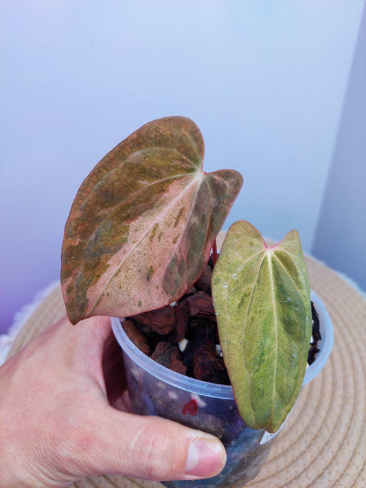 Anthurium Dark Mama x RVDP Variegated #1