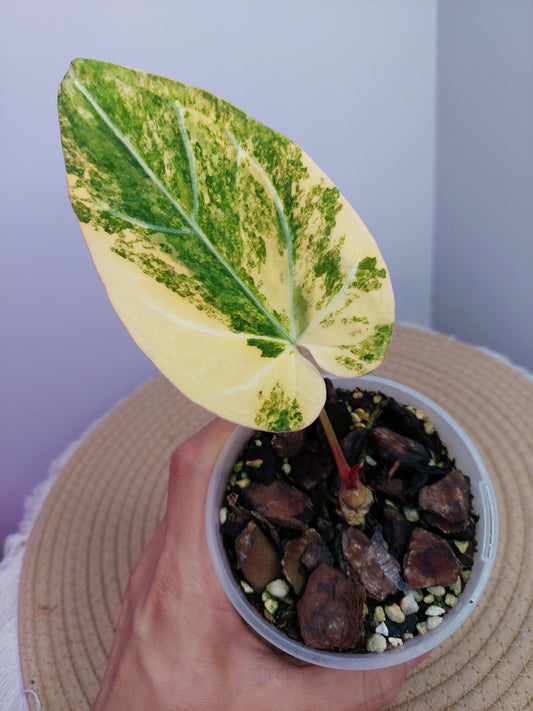 Anthurium Noid Variegated #1