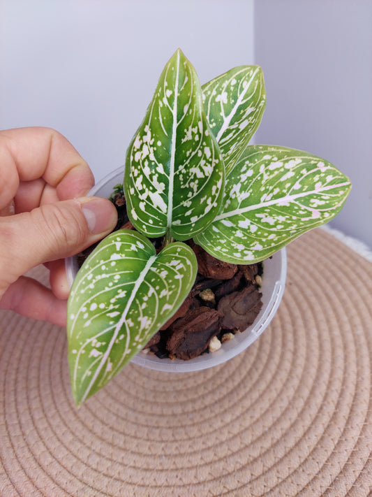 Aglaonema Commutatum 1
