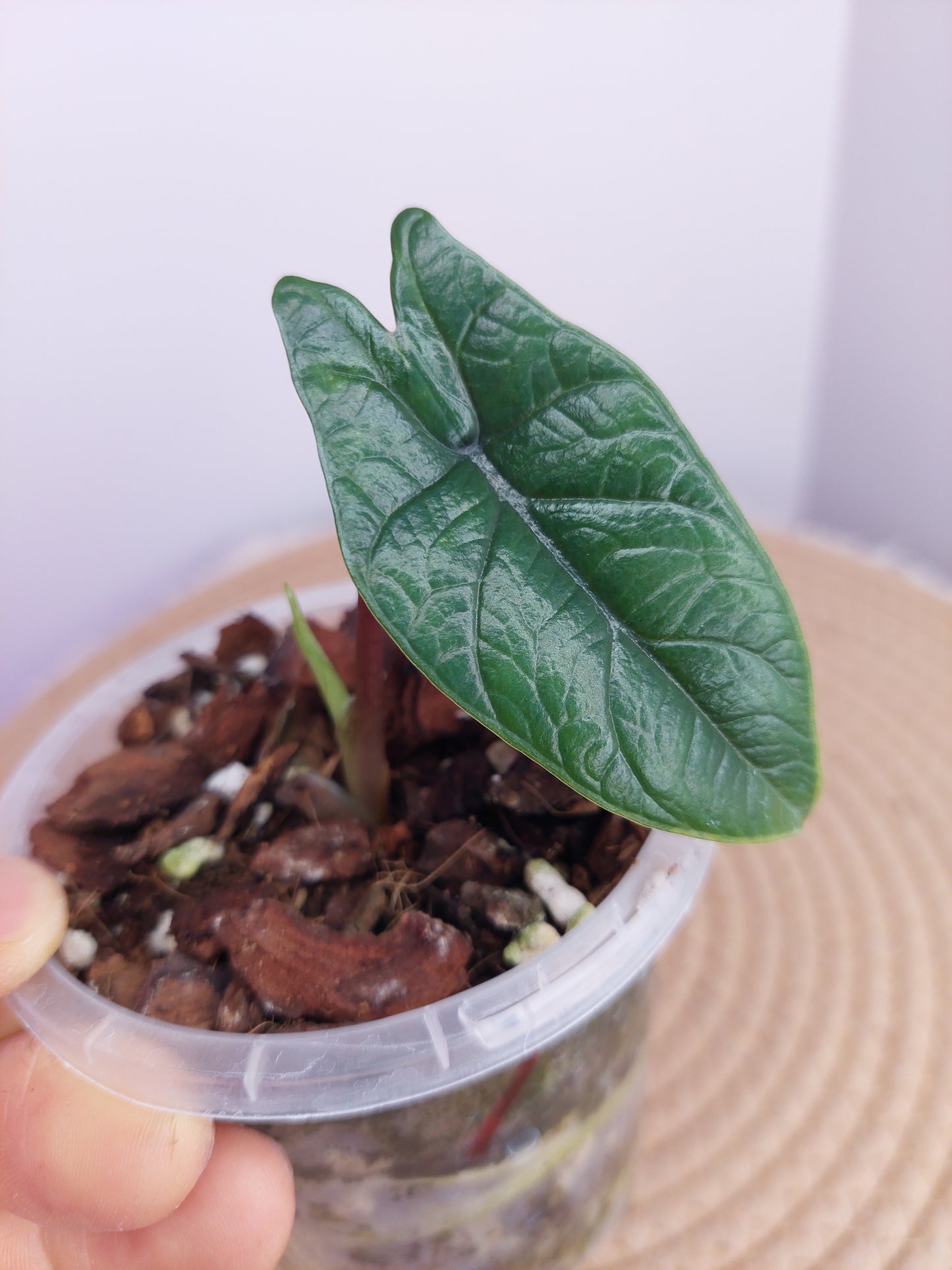 Alocasia Scalprum 1