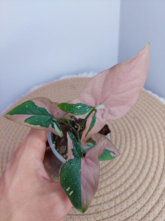 Syngonium Red Spot Tricolour 2