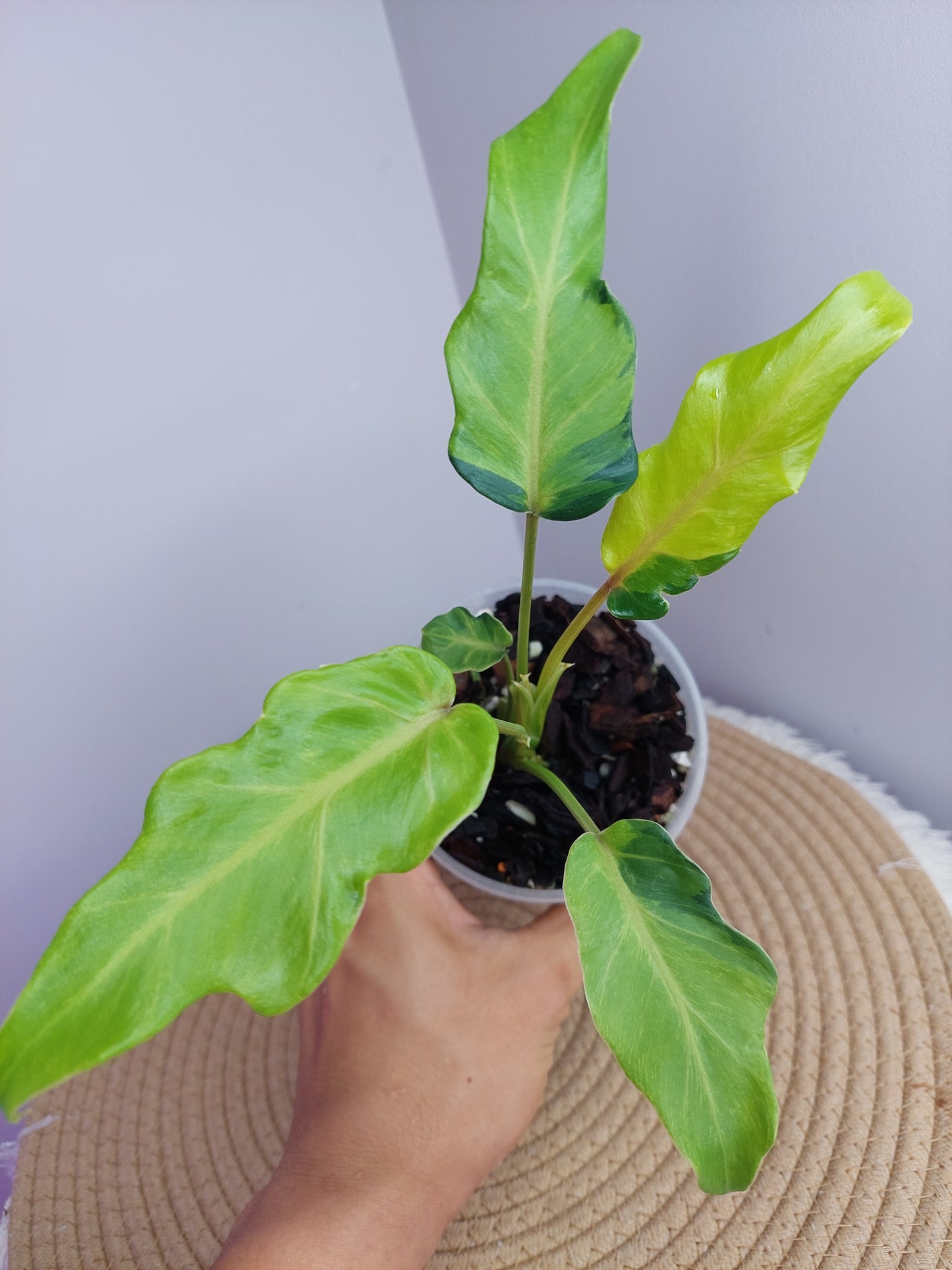 Philodendron Xanadu Variegated 1