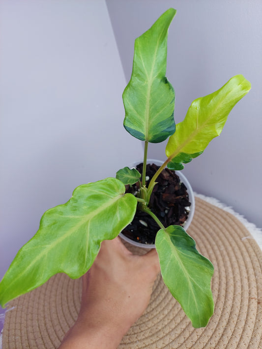Philodendron Xanadu Variegated 1